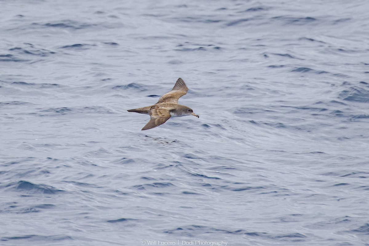 Pink-footed Shearwater - ML644734815