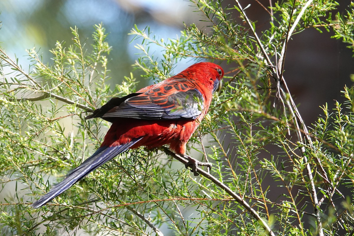 Crimson Rosella - ML644734816