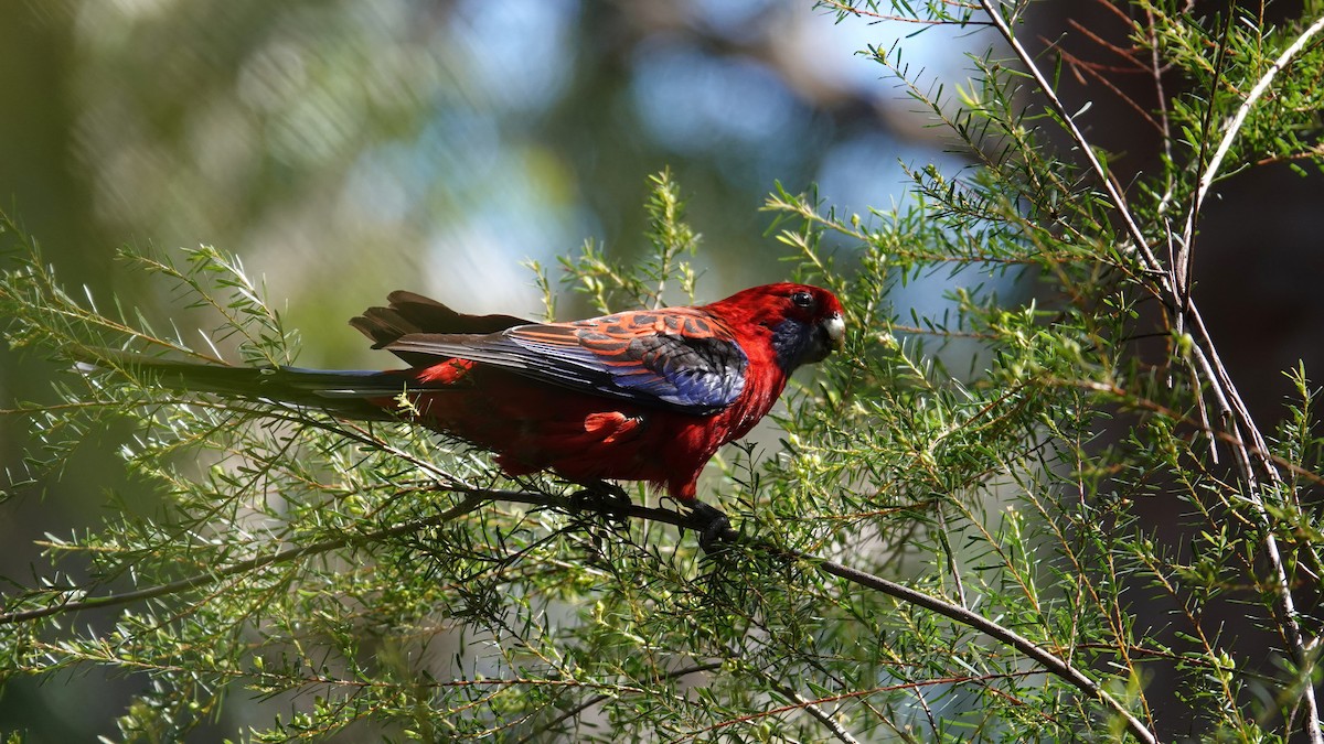 Crimson Rosella - ML644734817
