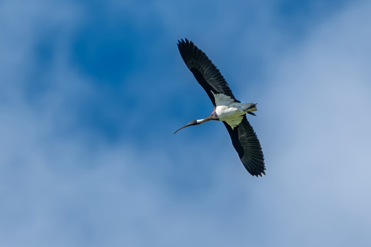 Straw-necked Ibis - ML644734819