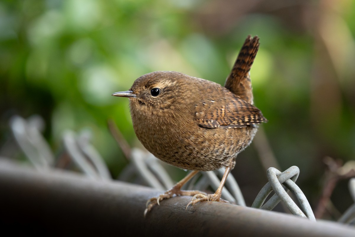 Pacific Wren - ML644734823