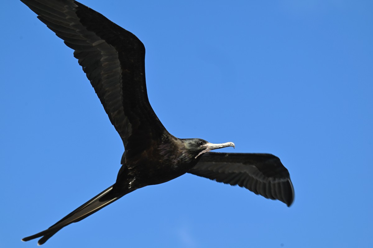 praktfregattfugl - ML644734825