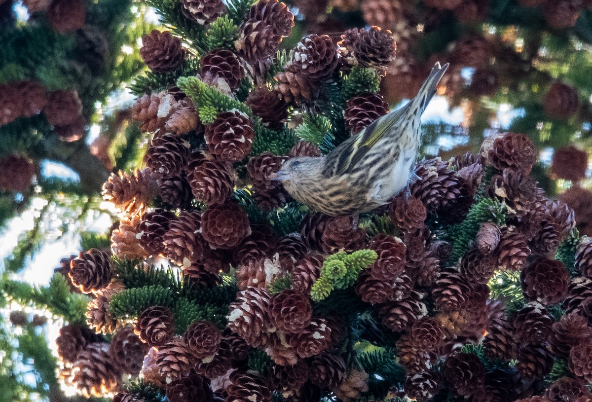Pine Siskin - ML644734830