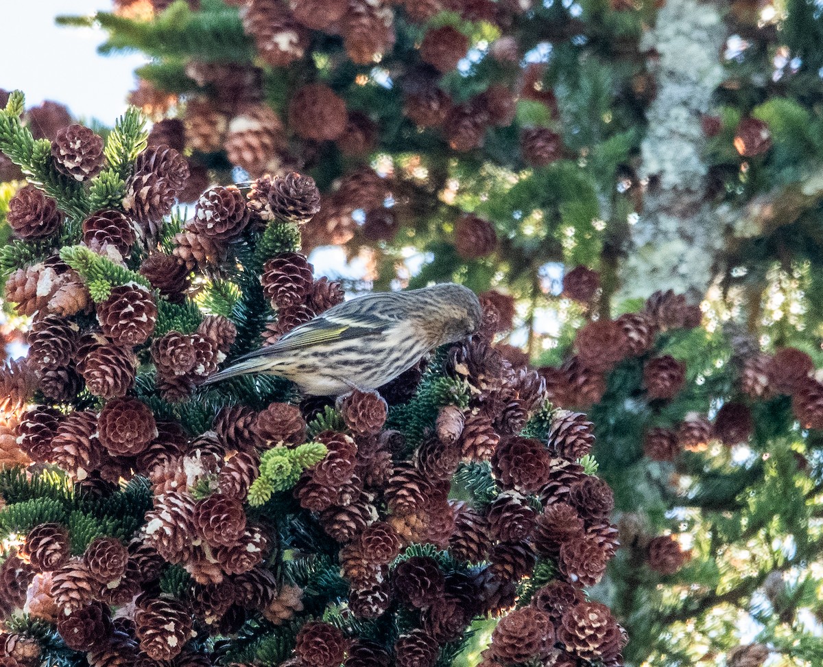 Pine Siskin - ML644734831