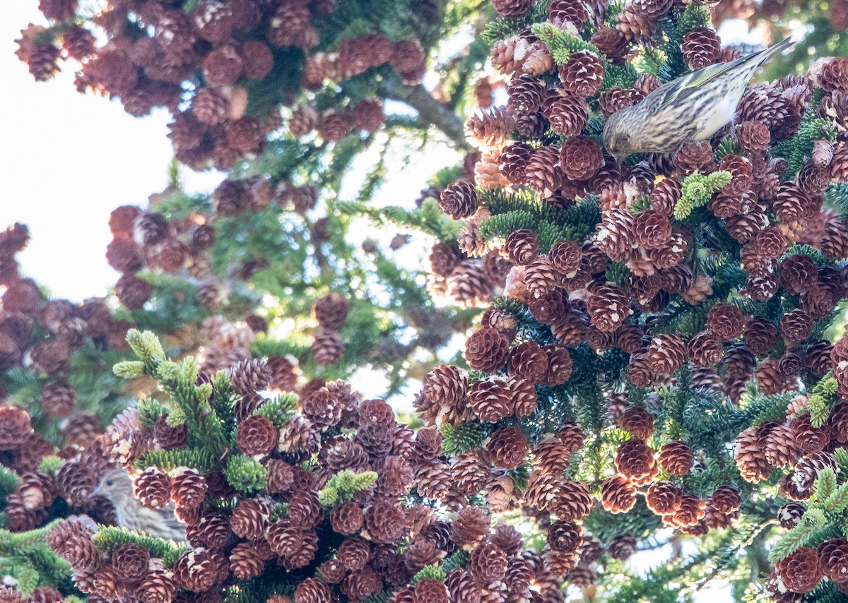 Pine Siskin - ML644734832