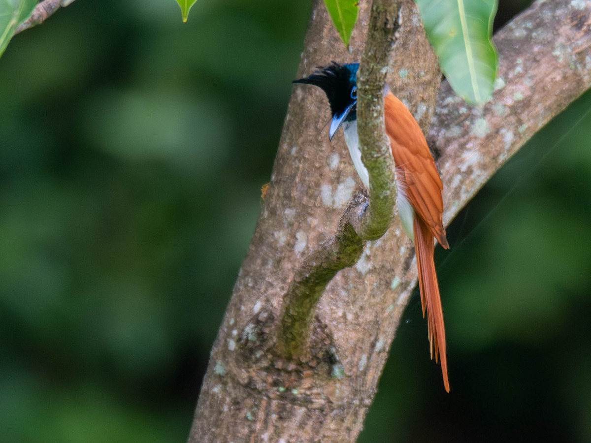 Indian Paradise-Flycatcher - ML644734836