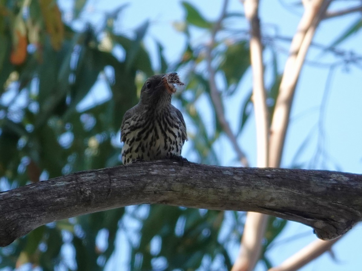 Olive-backed Oriole - ML644734841