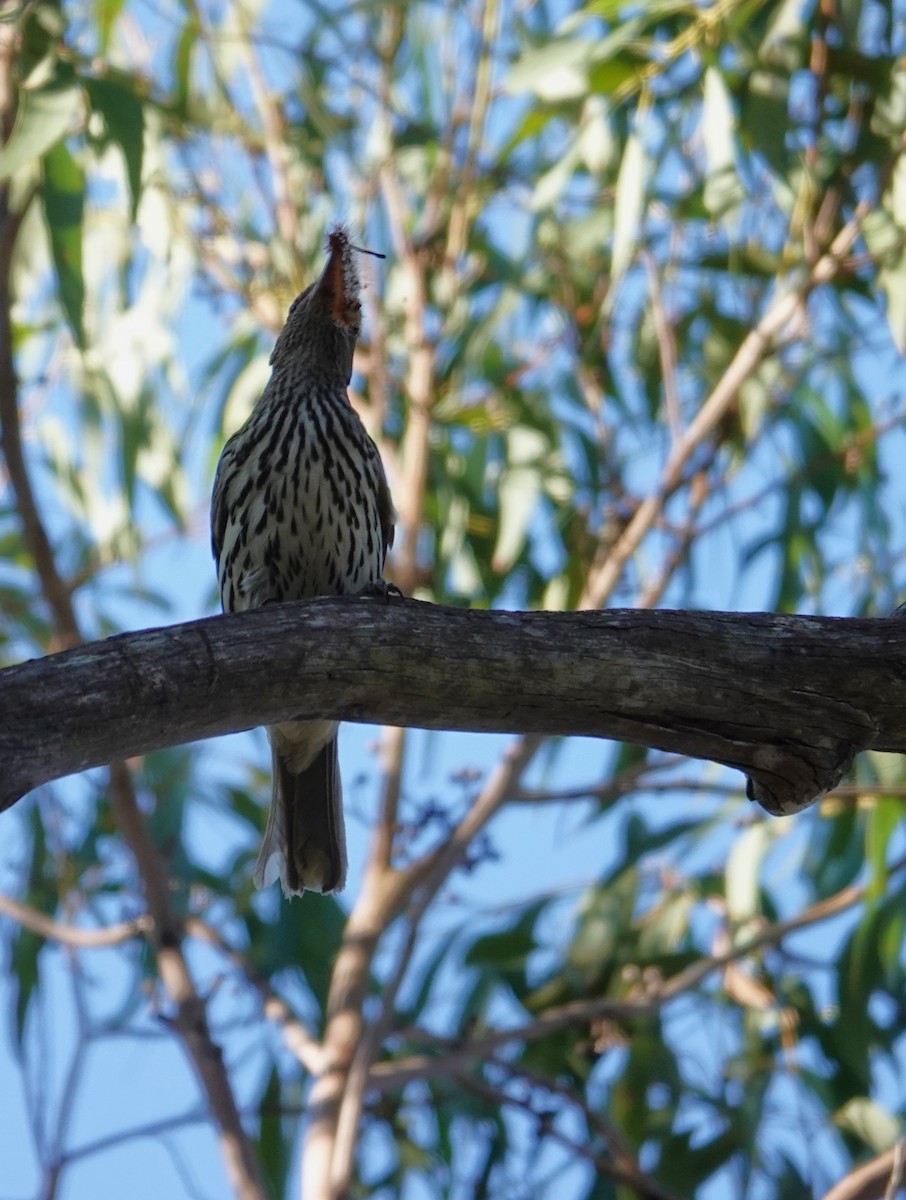 Olive-backed Oriole - ML644734842