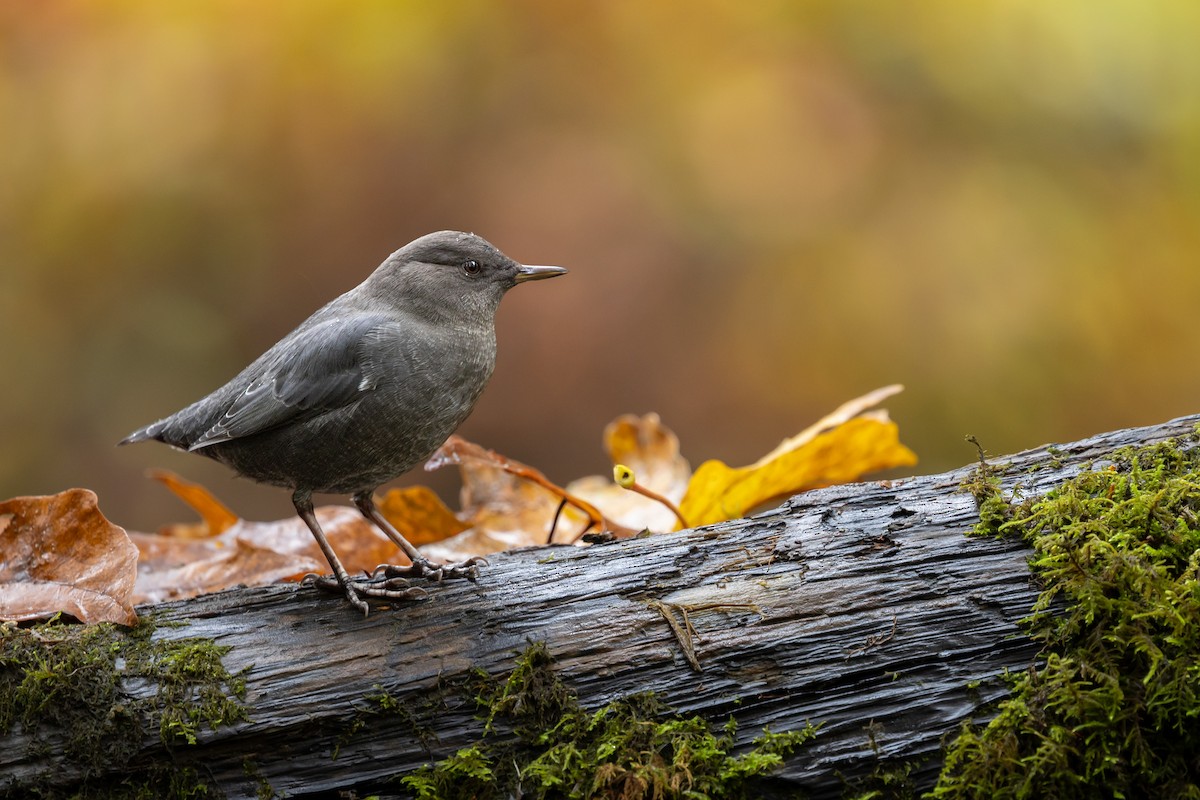 American Dipper - ML644734855