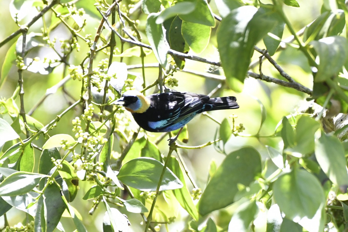 Golden-hooded Tanager - ML644734858