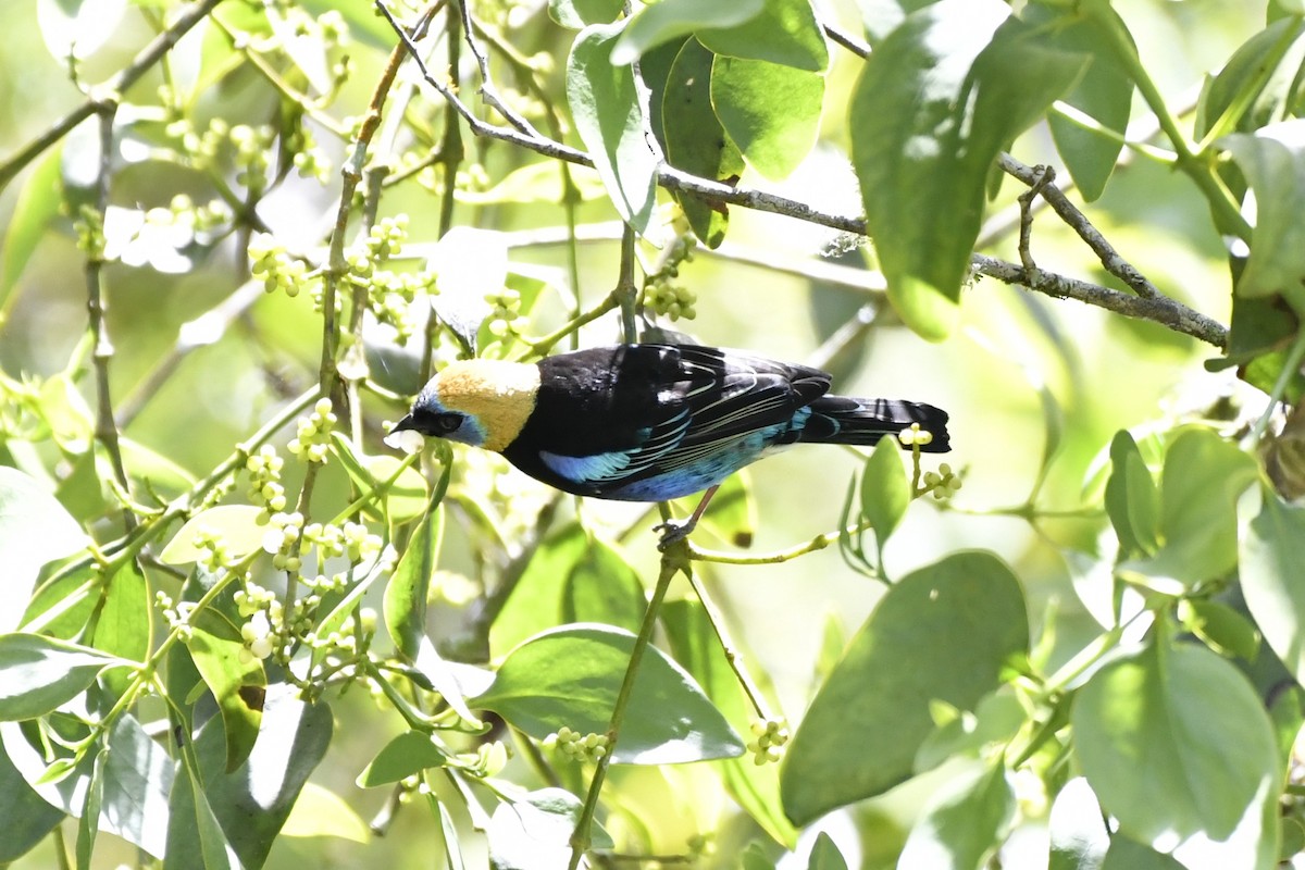 Golden-hooded Tanager - ML644734859