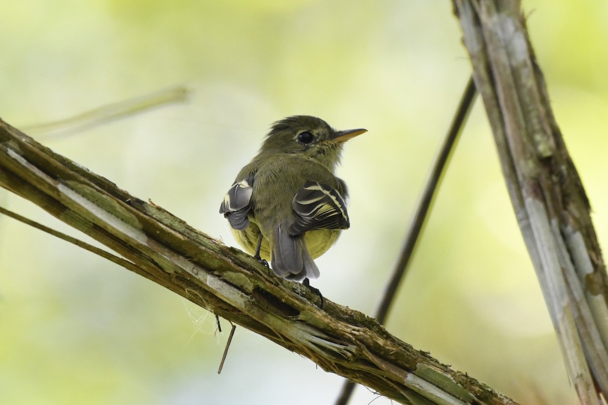 Желтобрюхий мухолов - ML644734862