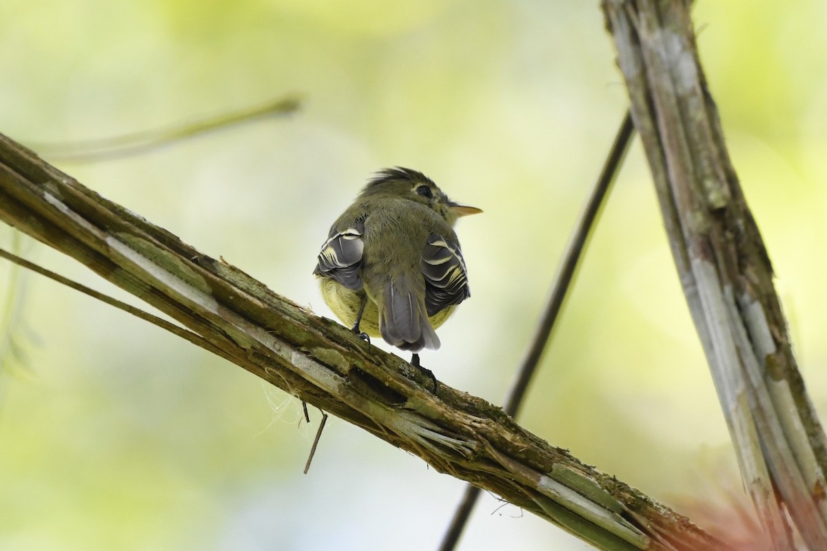 Желтобрюхий мухолов - ML644734863