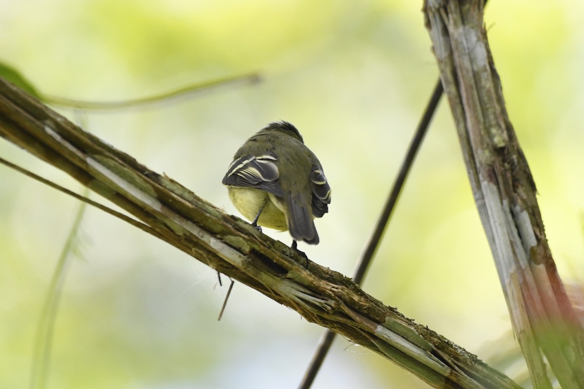 Желтобрюхий мухолов - ML644734864