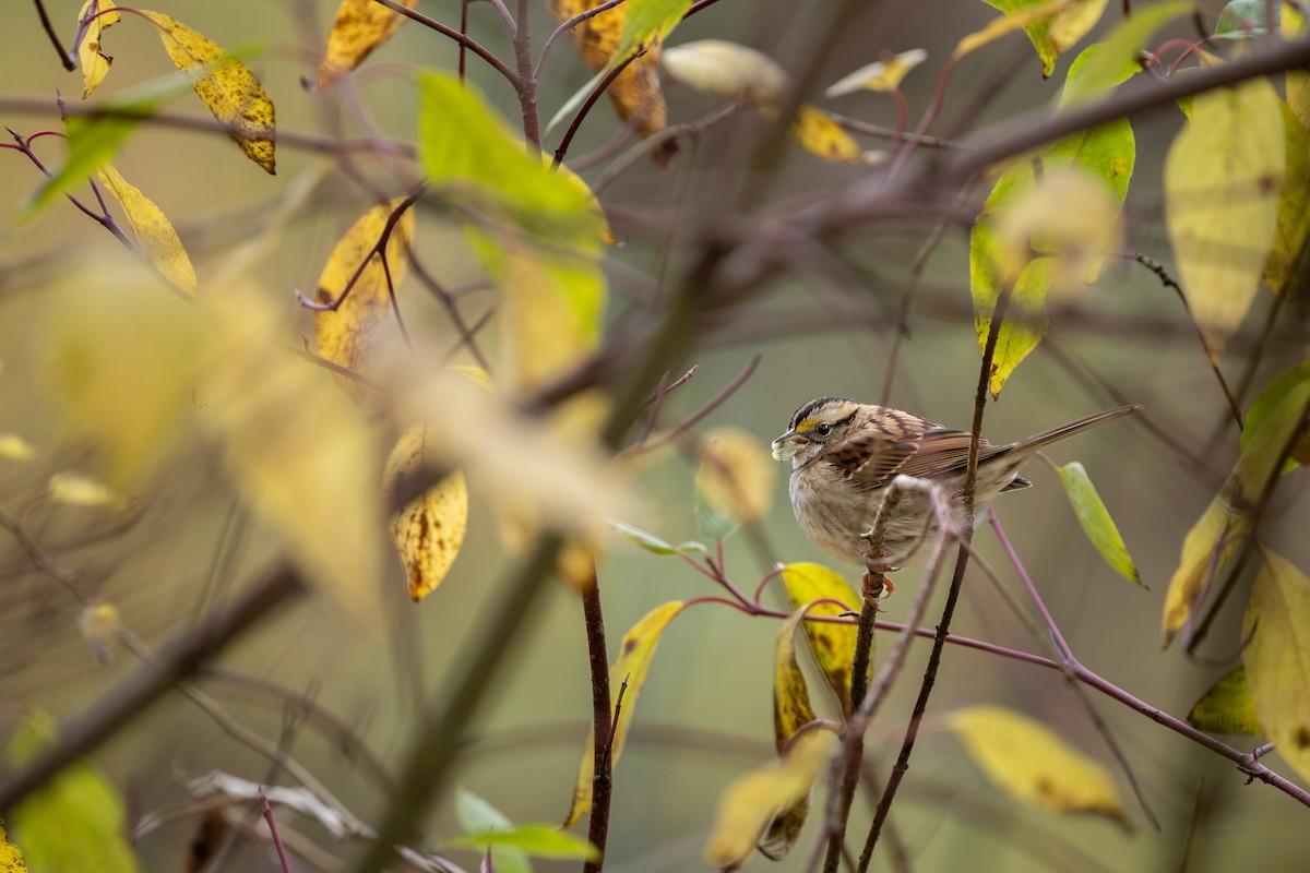 Chingolo Gorjiblanco - ML644734878