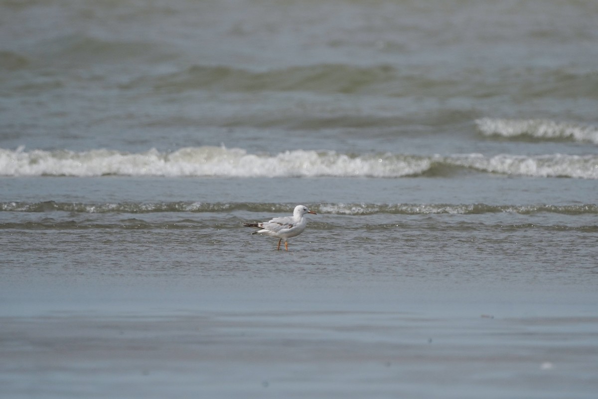 Морской голубок - ML644734882