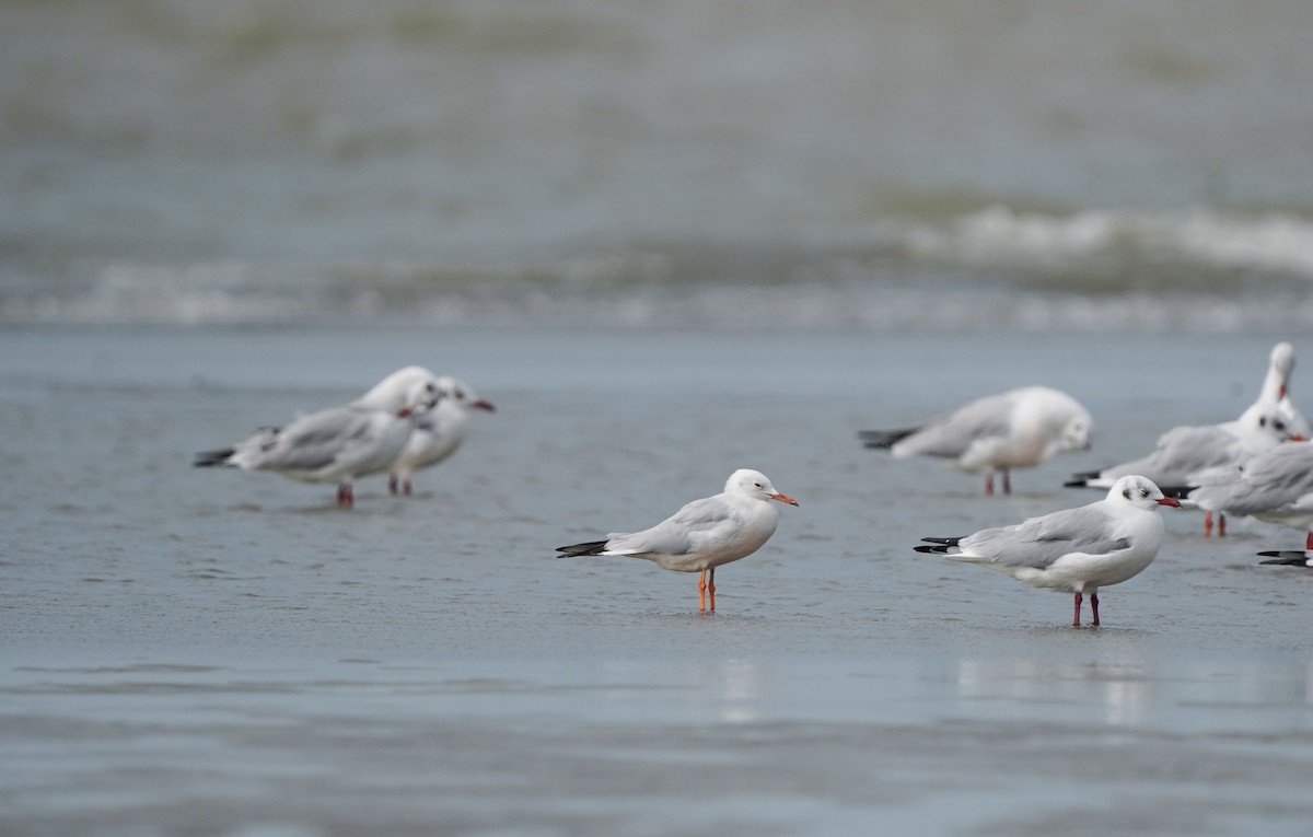 Морской голубок - ML644734883