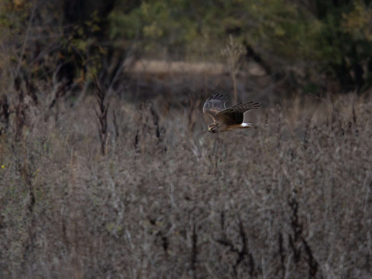 זרון אמריקני - ML644734902