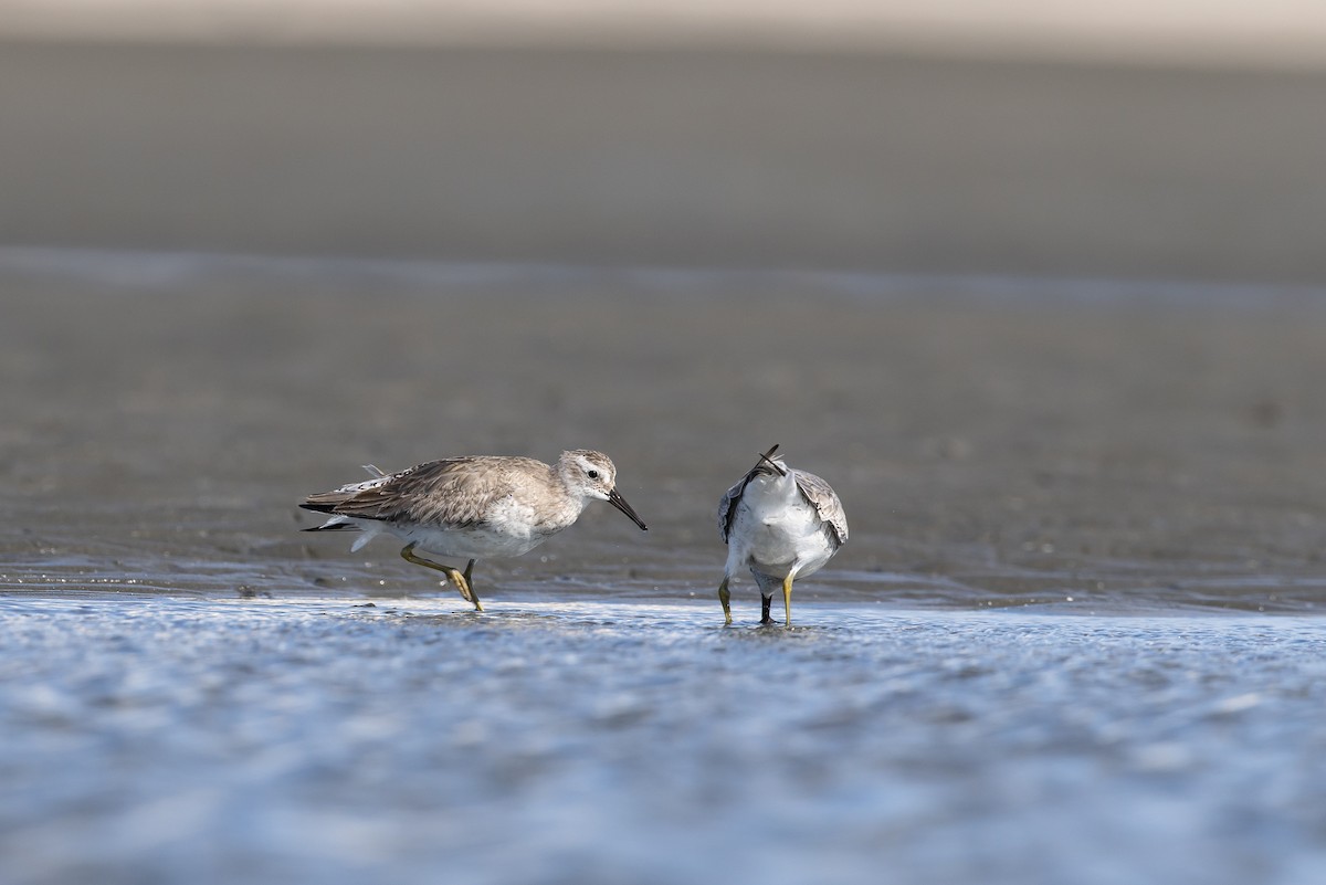 חופית להקנית - ML644734903