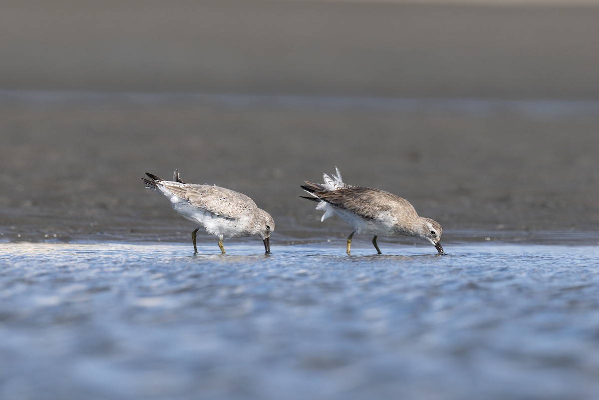 חופית להקנית - ML644734904