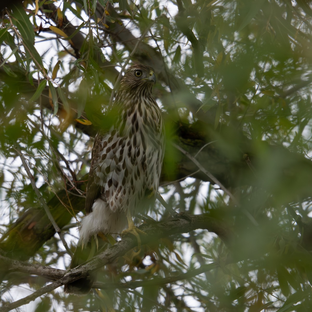 Cooper's Hawk - ML644734906