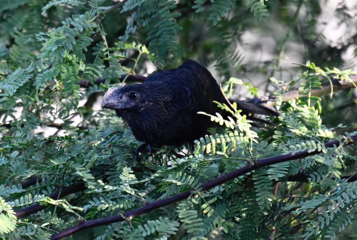 Düz Gagalı Ani - ML644734907