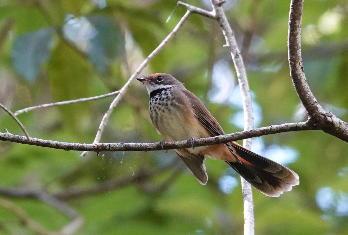 Australian Rufous Fantail - ML644734922