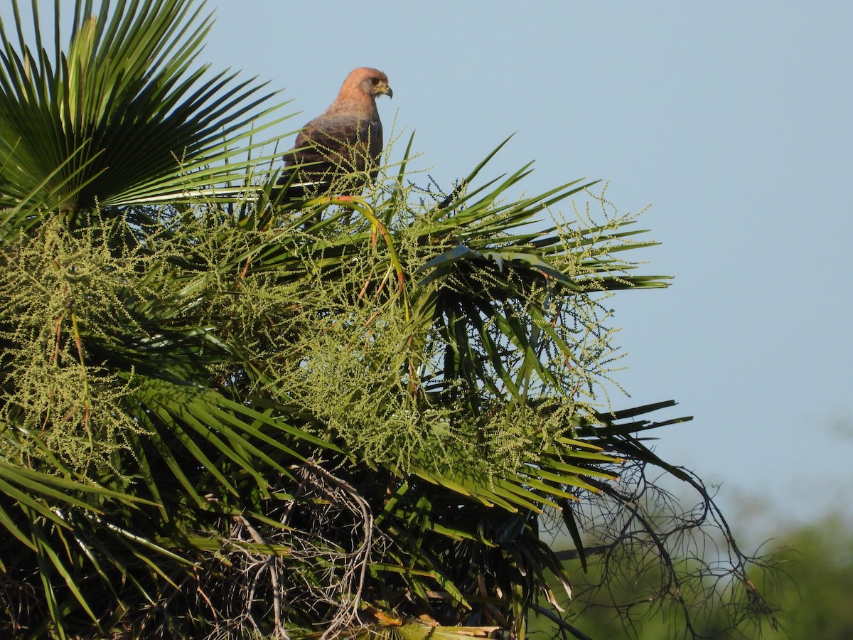 Busardo Sabanero - ML644734955