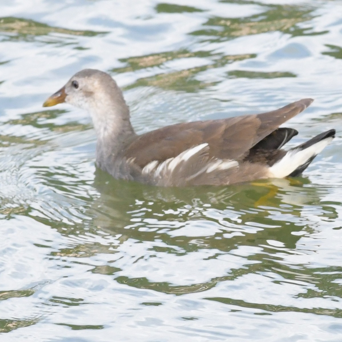 Gallinule poule-d'eau - ML644734966