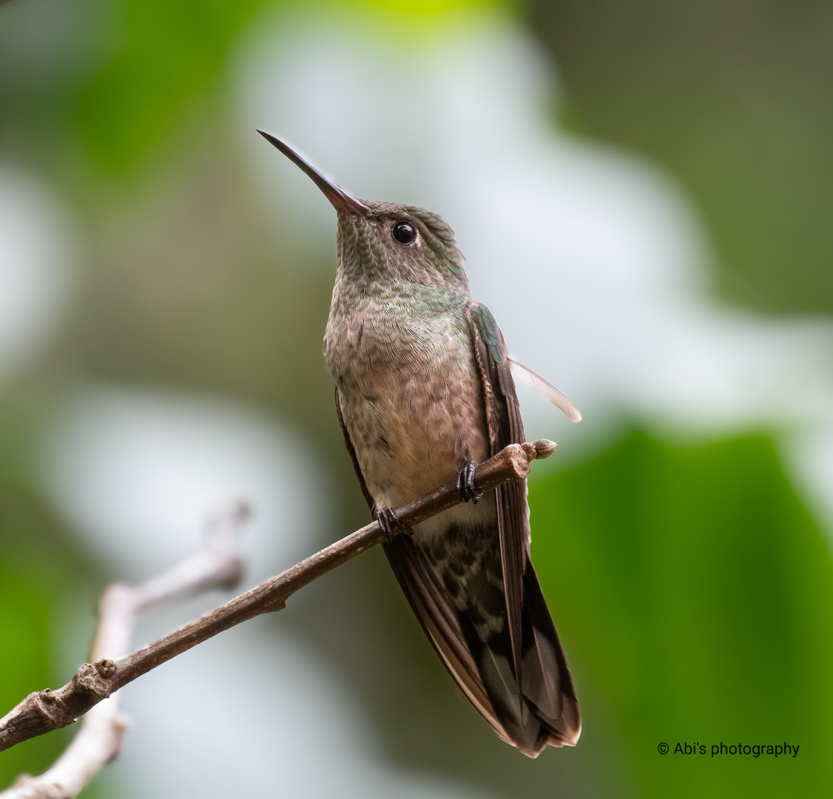Scaly-breasted Hummingbird - ML644734969