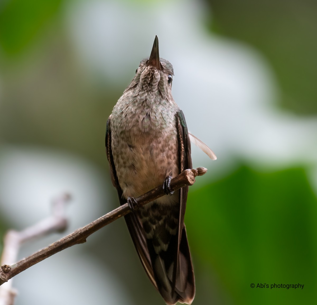 Scaly-breasted Hummingbird - ML644734970