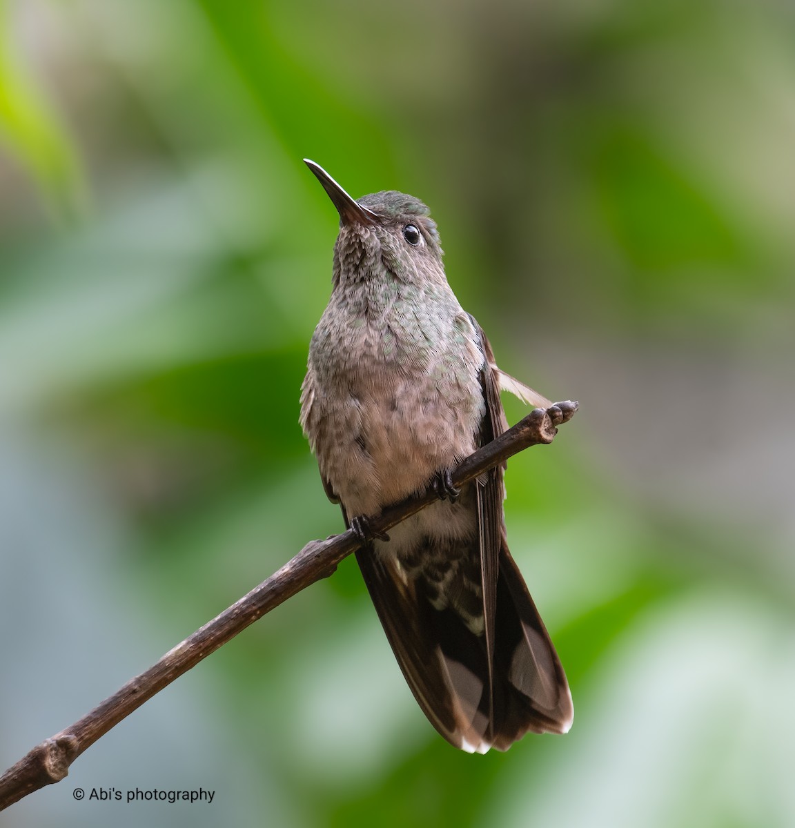Scaly-breasted Hummingbird - ML644734973