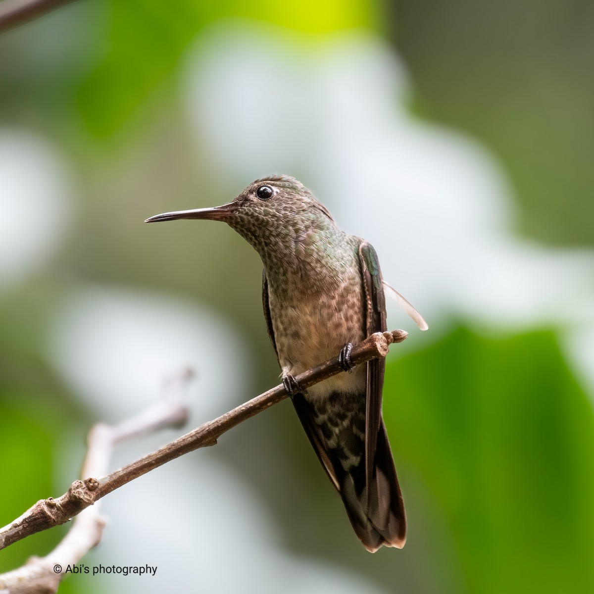Scaly-breasted Hummingbird - ML644734974