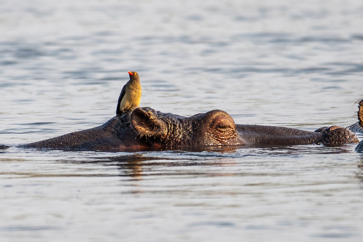 rødnebboksehakker - ML644734976