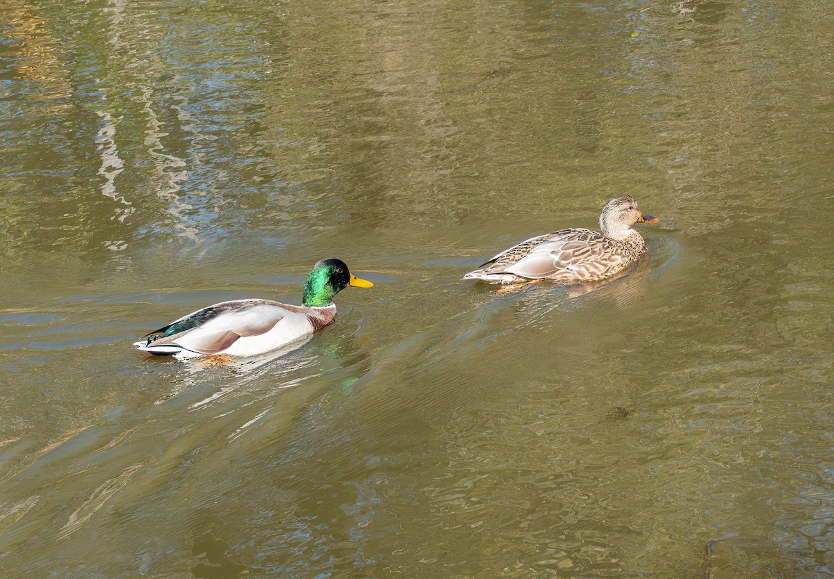 Mallard - ML644734984