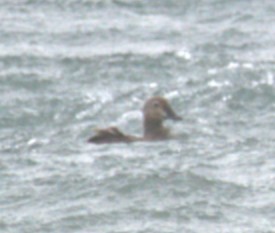 Гага-гребенушка - ML644734985