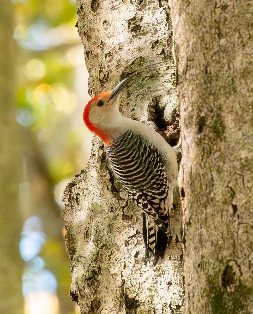 Red-bellied Woodpecker - ML644735004