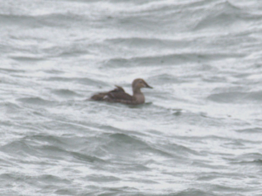 Гага-гребенушка - ML644735005