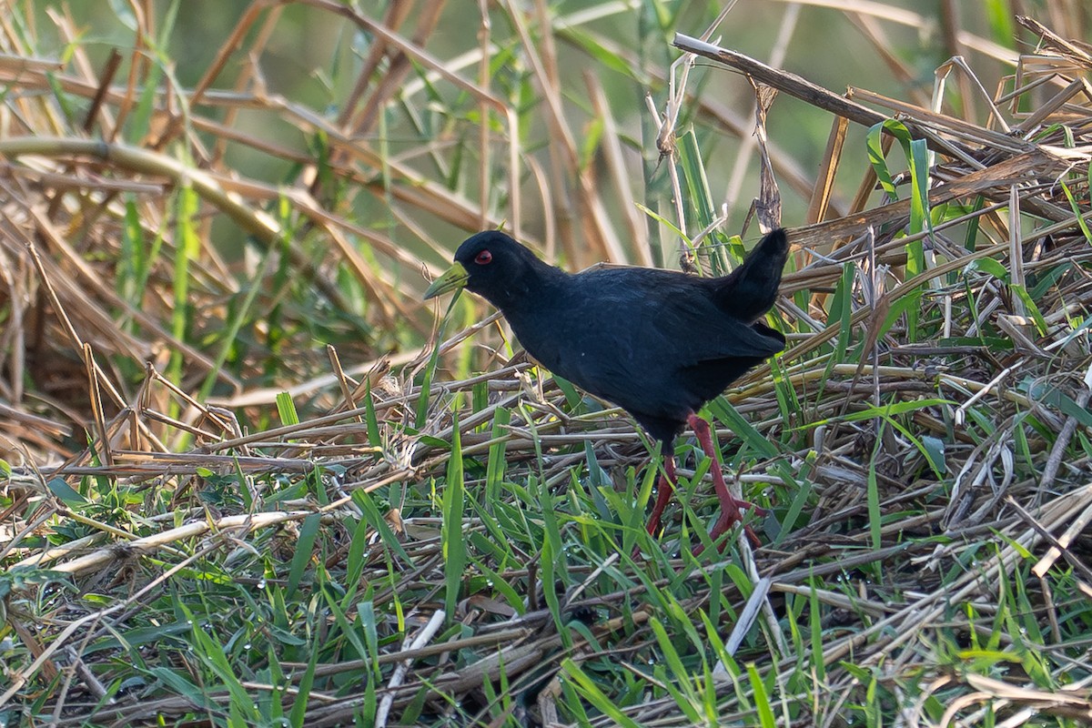 Чёрный погоныш - ML644735006