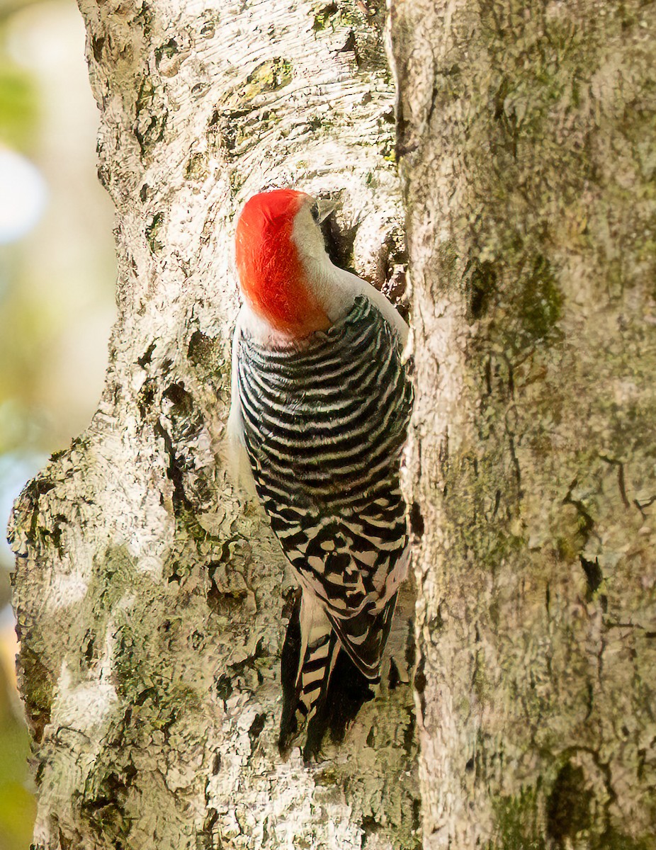 Red-bellied Woodpecker - ML644735007
