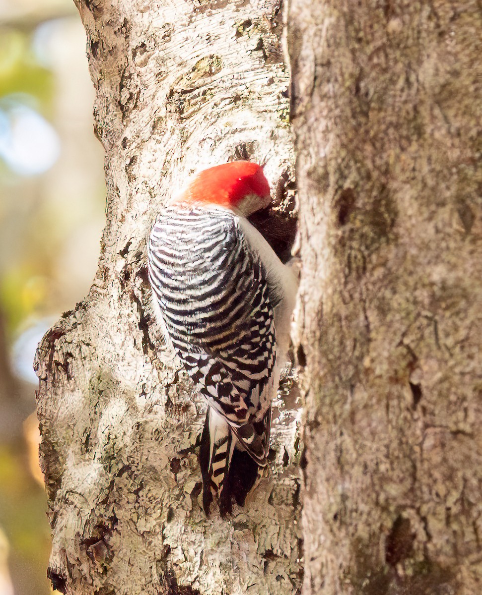 Red-bellied Woodpecker - ML644735010