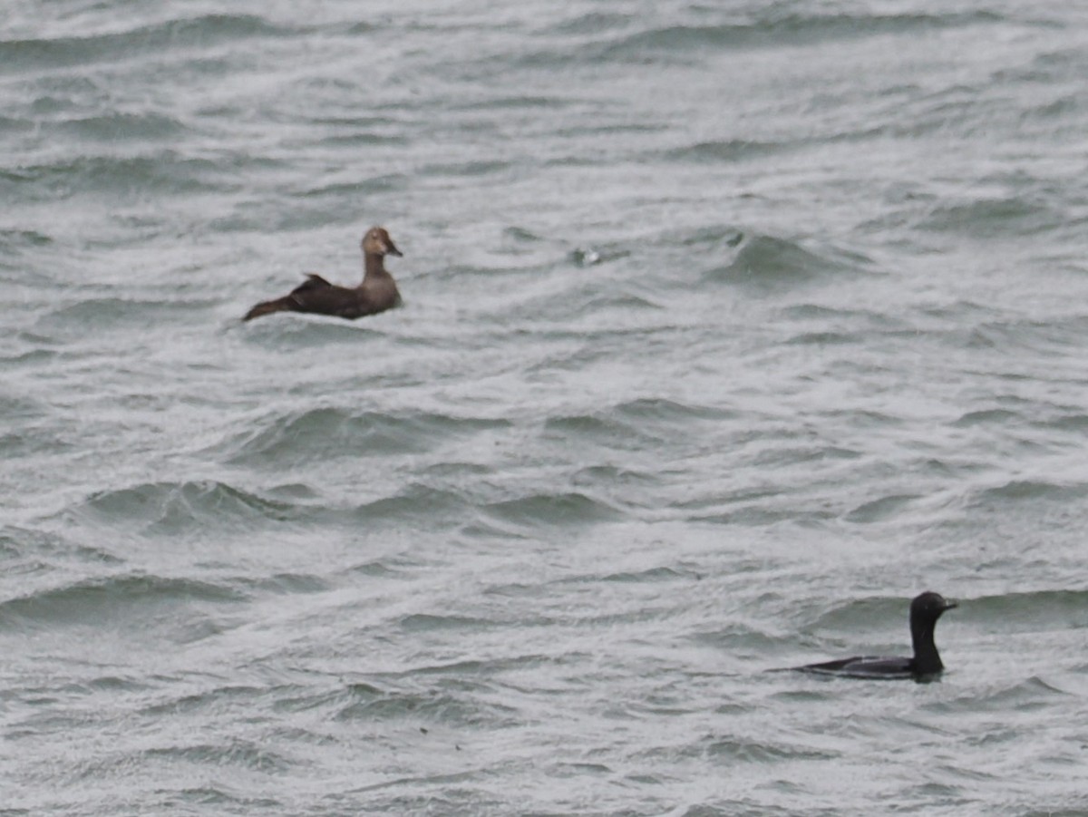 Гага-гребенушка - ML644735011