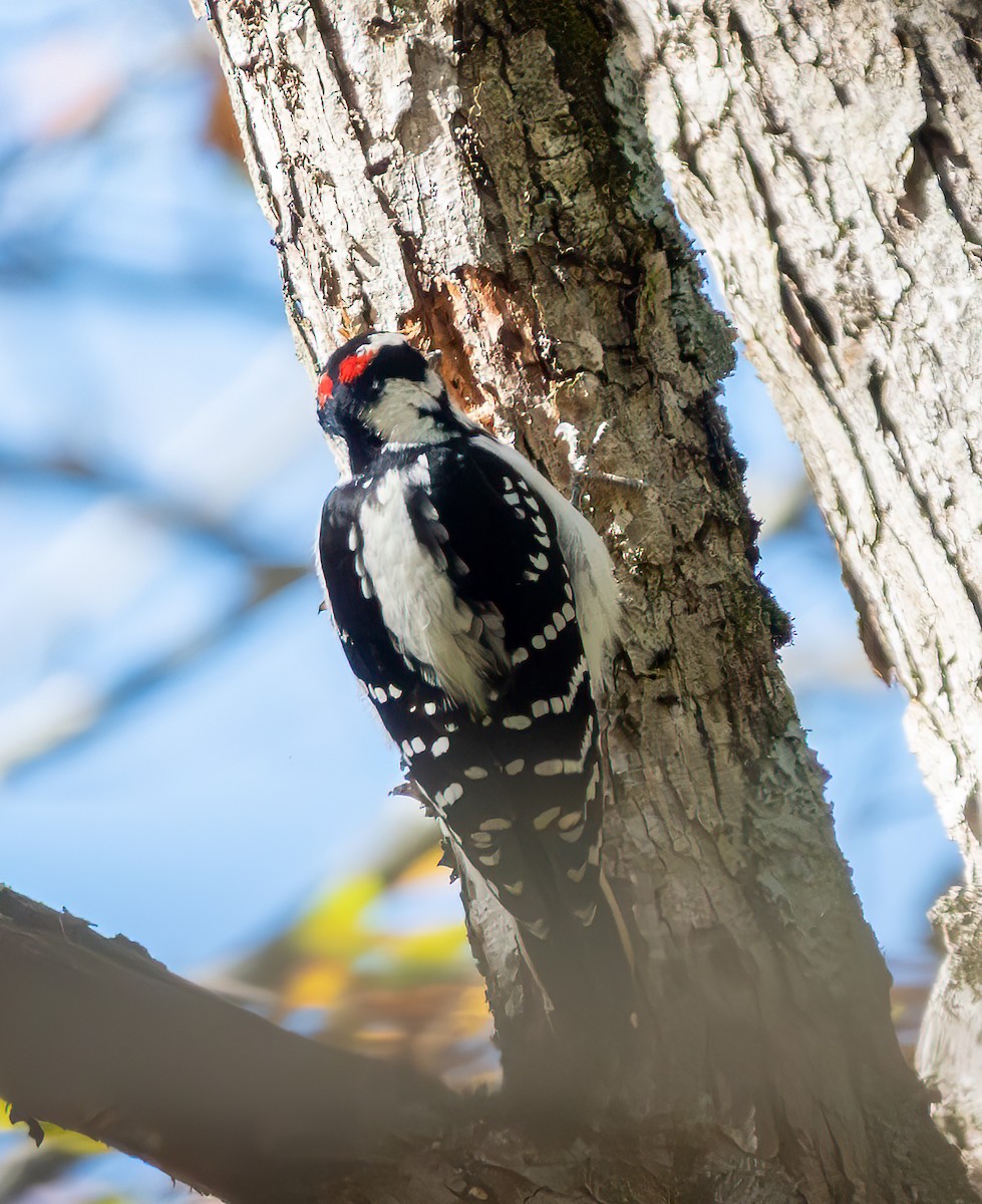 Hairy Woodpecker - ML644735019