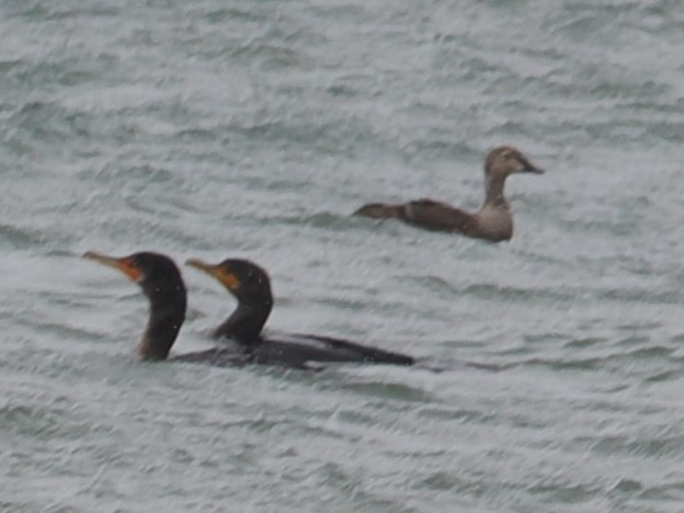 Гага-гребенушка - ML644735021