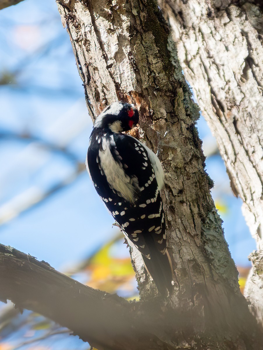 Hairy Woodpecker - ML644735029