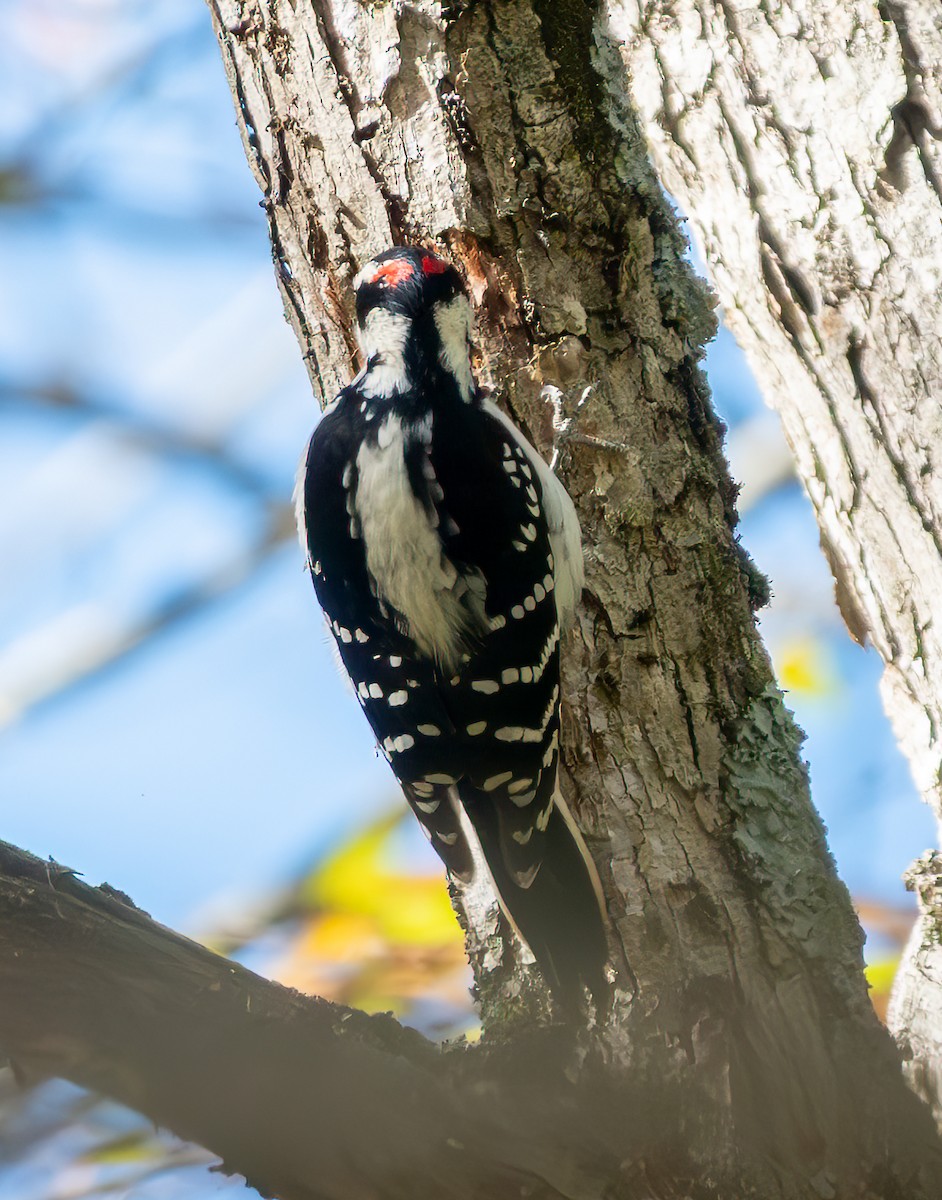 Hairy Woodpecker - ML644735033