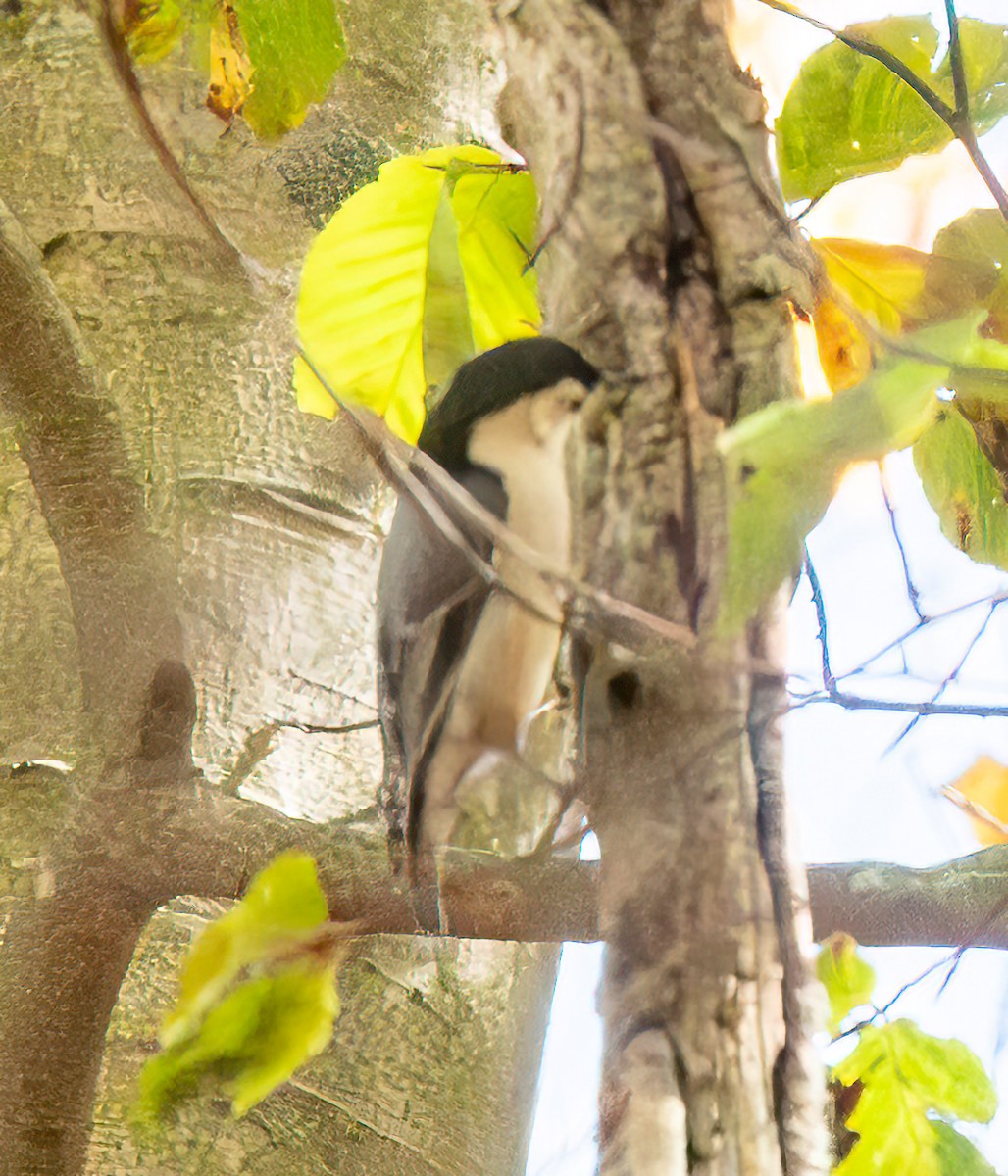White-breasted Nuthatch - ML644735038