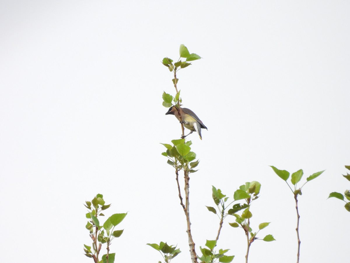 Cedar Waxwing - ML644735040