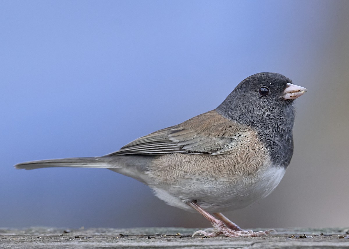 Dark-eyed Junco (Oregon) - ML644735056