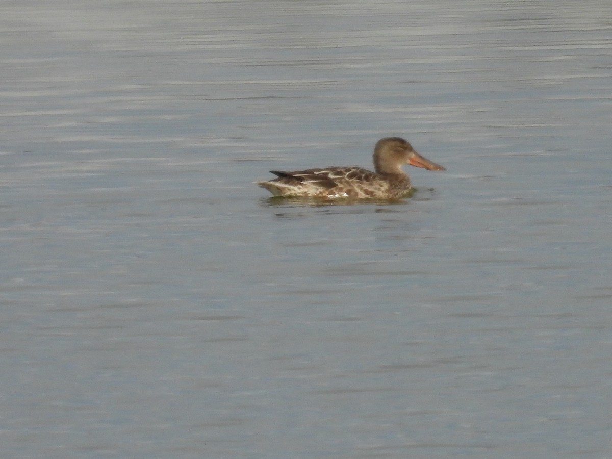 Northern Shoveler - ML644735072